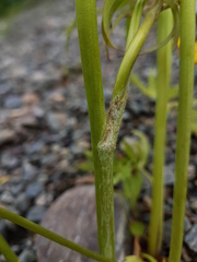 Ranunculus polyanthemos