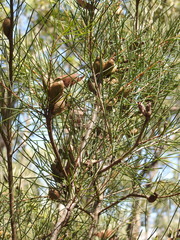 Hakea actites