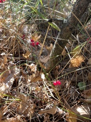 Maianthemum bifolium