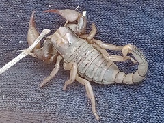 Opistophthalmus