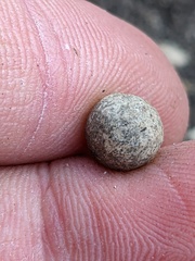 Callirhytis quercusagrifoliae