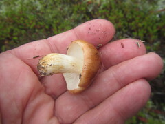 Hypholoma lateritium