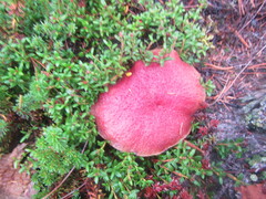 Hortiboletus rubellus