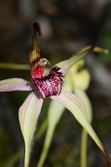 Caladenia fulva