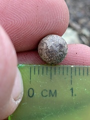 Callirhytis quercusagrifoliae