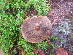 Hortiboletus rubellus