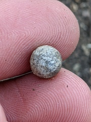 Callirhytis quercusagrifoliae