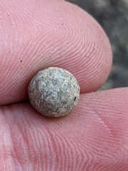 Callirhytis quercusagrifoliae