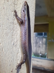 Eutropis carinata
