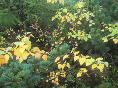 Betula platyphylla