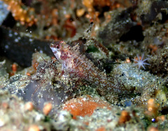Enneapterygius atrogulare
