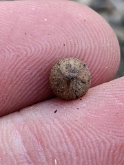 Callirhytis quercusagrifoliae