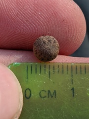 Callirhytis quercusagrifoliae