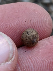 Callirhytis quercusagrifoliae