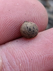 Callirhytis quercusagrifoliae