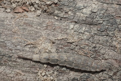 Stratiomyini