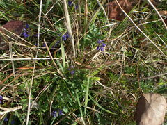 Polygala serpyllifolia