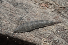 Stratiomyini