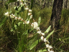 Hakea florulenta