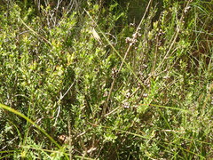 Melaleuca thymifolia