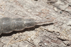 Stratiomyini
