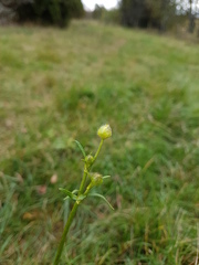 Ranunculus polyanthemos