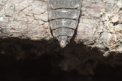 Stratiomyini