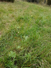 Ranunculus polyanthemos