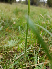 Ranunculus polyanthemos