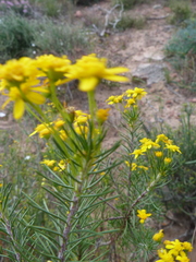 Euryops thunbergii