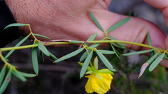 Labichea cassioides