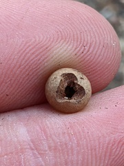 Callirhytis quercusagrifoliae