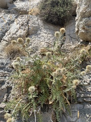 Echinops ritro ritro