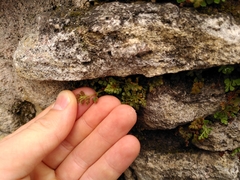 Asplenium ruta-muraria