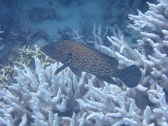 Cephalopholis cyanostigma
