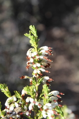 Erica imbricata