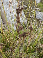 Juncus squarrosus
