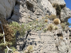 Echinops ritro ritro