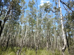 Melaleuca viridiflora
