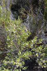 Erica imbricata