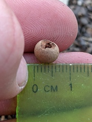 Callirhytis quercusagrifoliae