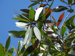 Melaleuca viridiflora