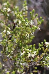 Erica imbricata