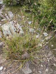Juncus squarrosus