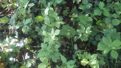 Aegopodium podagraria