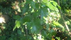 Crataegus × media