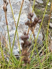 Juncus squarrosus