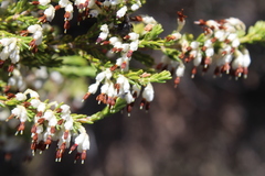 Erica imbricata
