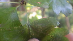 Crataegus × media