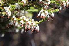 Erica imbricata